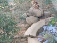 -泉州海丝野生动物世界