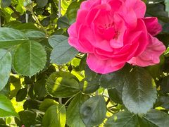 -武汉紫薇都市田园