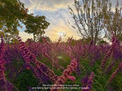 -上海山野camping·户外天幕烧烤·团建拓展营地