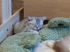 -有喵·猫咖·狗咖·30几只猫10只小狗(岗厦店)