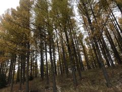 -塞罕坝国家级自然保护区