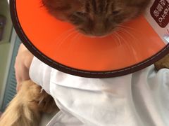 -瑞派福兴宠物医院犬猫全科·骨科·中西医结合(河东店)