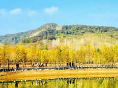 -千年银杏谷文化旅游区