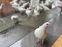 -王府井奥莱临潼小镇(临潼店)