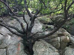 android_upload_pic-嵩山少林文化旅游景区