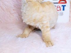 -十年猫舍·猫咪专门店(普陀店)