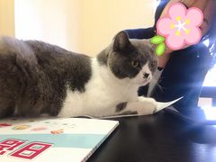 -猫音日语留学培训
