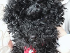 -帕帕拉兹宠物(亚洲旗舰店)