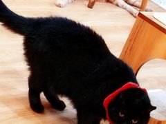 -滚猫咖啡·猫咖·猫友好撸猫(未来城店)