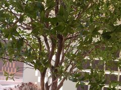 -静耳元気采耳·按摩·SPA(万象前海店)
