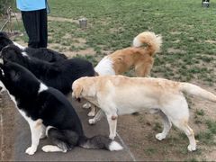 -趣玩宠物乐园寄养训犬训狗游泳池