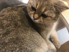 -飞行喵MR PILOT|猫舍·猫咖(静安大融城店)