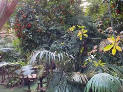 -呀路古热带植物园