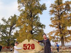 -千年银杏谷文化旅游区