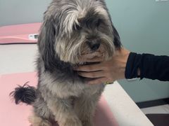 -嘉馨宠物医院·CT影像转诊·心脏科·犬猫全科诊疗中心(下沙大学城院区)