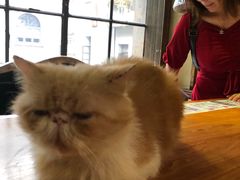 -more than meow吴止猫主题餐厅(承德 中船汇店)