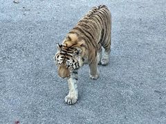 -大连森林动物园