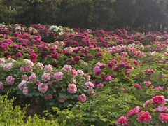 -洛阳市隋唐城遗址植物园