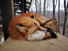 -宫城藏王狐狸村