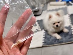 -北京派仕佳德动物医院·超导核磁·CT·神经科·骨科·内外科·急重症管理中心
