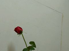 -尊宝比萨(江南豪园店)