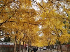 -三里屯东五街银杏大道