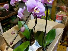 -双季花艺园艺市场(浦东店)