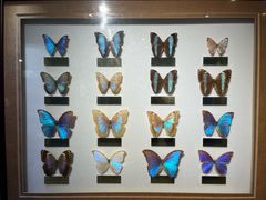 -上海昆虫博物馆