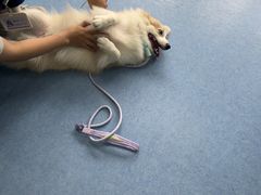 -博特宠物医院24h犬猫全科.骨科·异宠