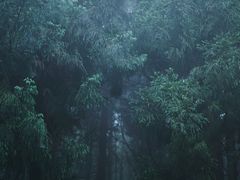 -武陵山森林公园