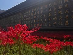 -西安大兴善寺
