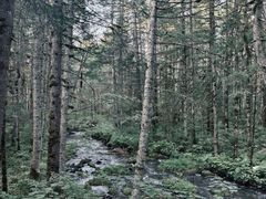-汤旺河林海奇石景区