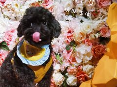 -百好乐宠物友好餐厅(朝外大街店)