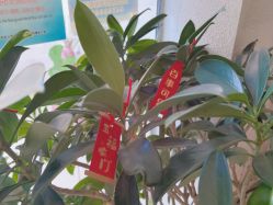 点击看大图 -薇薇安花系SPA