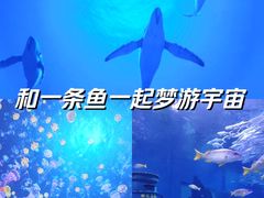 -海合安武汉极地海洋公园