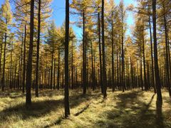 -塞罕坝国家级自然保护区