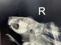 -瑞派·关忠动物医院·异宠专科·犬猫肿瘤·皮肤专科(望京店)