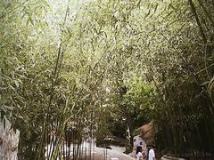 -老张烤羊(王哥庄店)