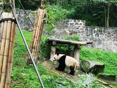 -都江堰中华大熊猫苑
