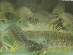 -班赞海鲜市场
