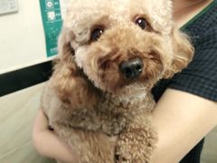 -安安宠医·安宠宠物医院