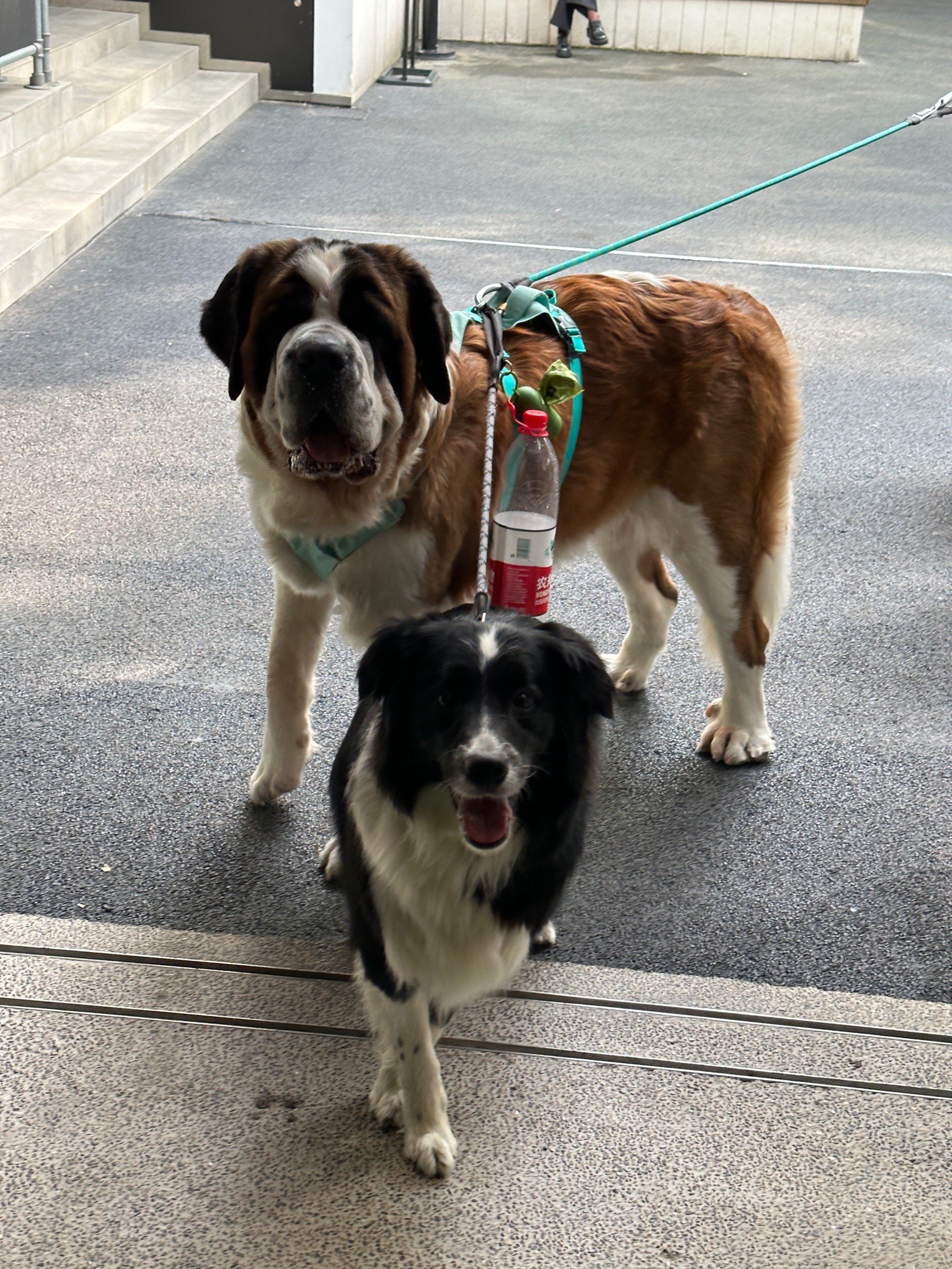 真是霸气的两只狗!什么品种呀大的那只!