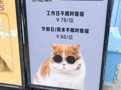 -飞行喵MR PILOT|猫舍·猫咖(静安大融城店)