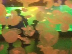 景点-华夏文旅海洋公园