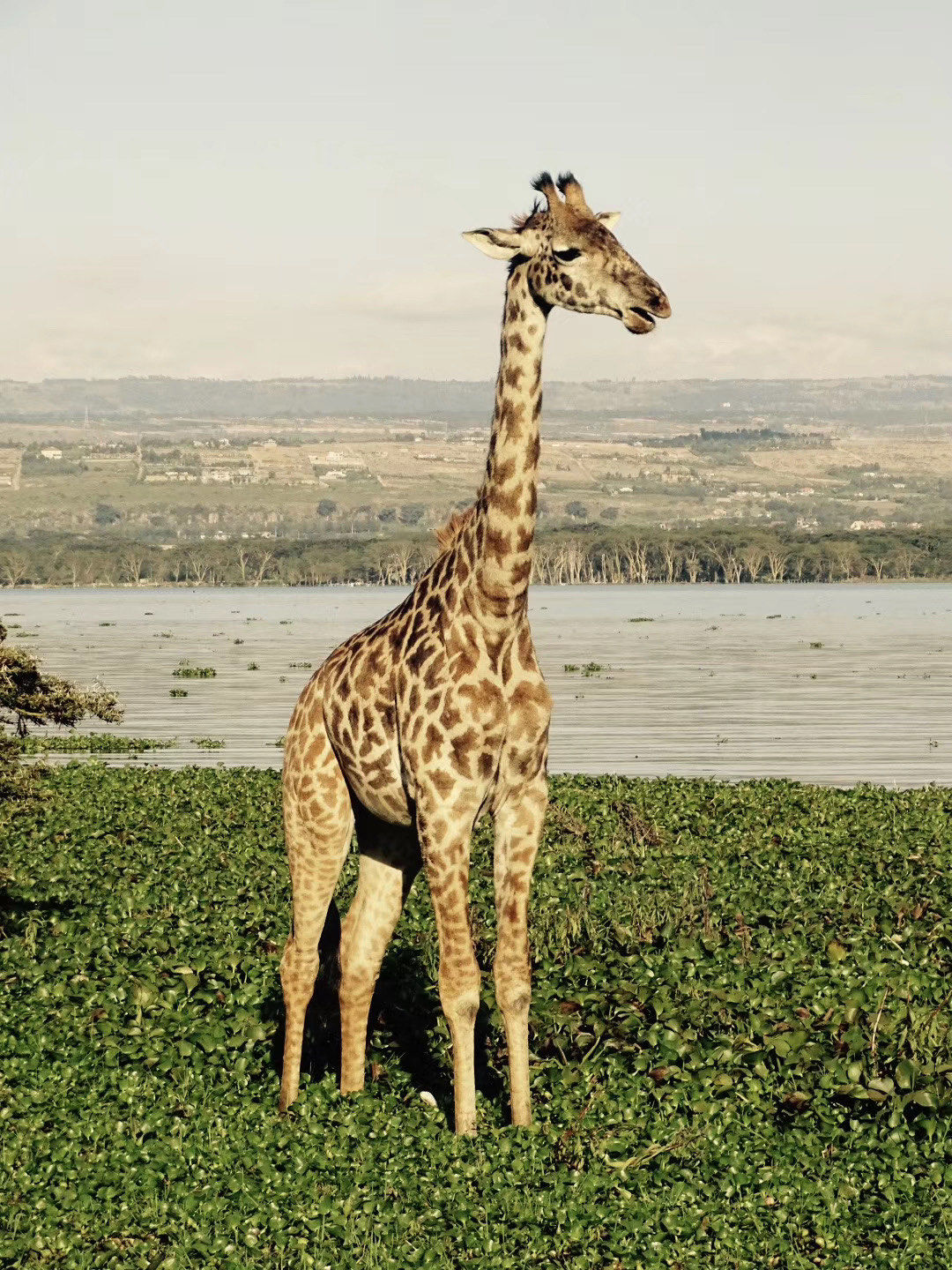 野外的长颈鹿 真的是很优雅的动物