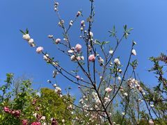 -南汇桃花村