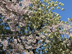 -上野公园花园稻荷神社(忍岡稲荷神社)