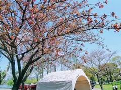 -贡湖湾湿地公园