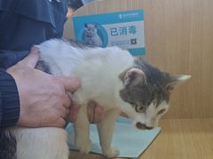 -瑞派长江宠物医院·猫科·外科·24小时夜护(谊城公寓分院)