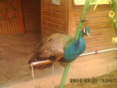 孔雀-石家庄市动物园